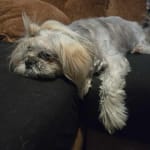 This works great for my ShihTzu's chronic allergies