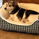 Visbiome helps my pet.