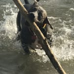 STAT helped my dog gain weight she lost while being sick.
