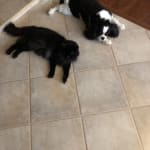 Hoping to save teeth