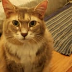 Pookie Feels Great Using Adequan