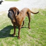 Cleared up my dog's IBS