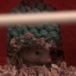 The perfect food for a senior shy guy