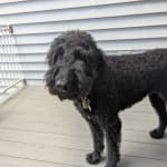 This medicine helped my pet