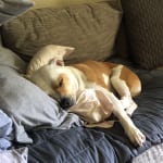 This medication improved my dog's quality of life!