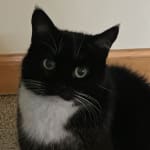 One of the few options for cats with food allergies