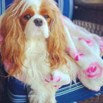 I would buy this again.