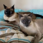This product is easy to give to cats.