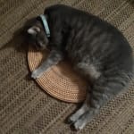 Great Med for Cats to keep safe from ALL types of parasites.