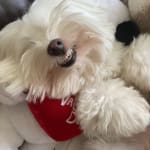 Best Drops for Charlie