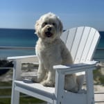 Absolutely worked like a charm (a review from a veterinarian