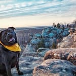 Keeping My Fur Baby Healthy