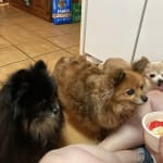Seems to be helping my 16 year old Pomchi.