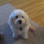 Works great on my dog with hot spots!