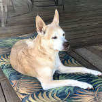 Seems useful for avoiding UTI's