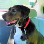 Bumper the Catahoula Leopard
