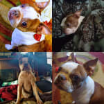 Optimmune Ophthalmic Makes a Big Difference!