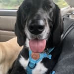 Wonderful for her teeth - my dog loves them.