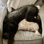 Apoquel for itchy paws 🐾