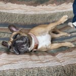 Motazol ear drops for dogs deals