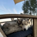 Visbiome probiotic calmed digestive tract and ended diarrhea