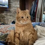 My asthmatic little man Diggs gets his meds here.