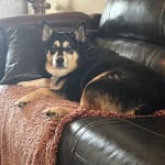 This medication has done wonders for my Dog!