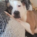 Perfect for joint therapy!