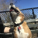 Keeping Dogs Fetching!