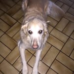 Trizchlor keeps my dog healthy and well.
