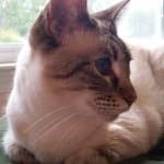 Duralactin Lysine Suppliment for FVR in cats