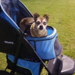 My Blind dog gets these eye drops to keep her eyes moist.