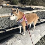 Ofloxacin Drops Bacterial Eye Infections in Pets VetRxDirect