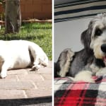 Vet recommendation