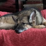 We buy this regularly!