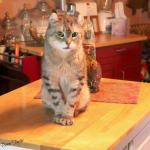 Help for Chronic Kidney Disease cats