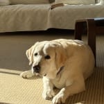 Apoquel to the rescue!