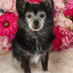 Pharmaseb saved the daty!