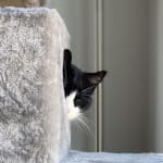 Easy pill for strong defiant cats