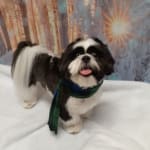 Visbiome Probiotic Cleared Up a 3-month Mystery Rash