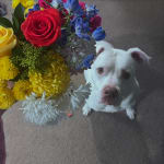 Helps lubricate joints