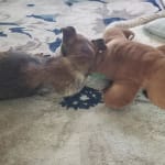 My Blind dog gets these eye drops to keep her eyes moist.