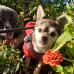 Highly recommended probiotic for pets with IBS