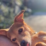 Quality is better than our local pharmacy!!!