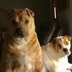 Shar Pei Miracle Ear Support