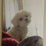 This medication keeps my sweet little guy free of disease