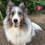 Anna's Thyro-Tabs really work!