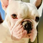 This medication helped my pet.