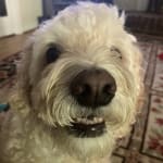 Skin allergy shampoo