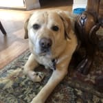 My dog plays like a pup again